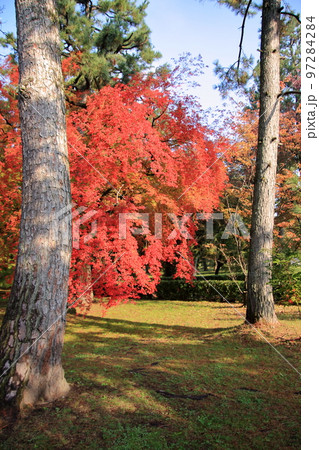 2020年11月秋の早朝の京都御所の紅葉 2020年11月秋の早朝の京都御所の紅葉 97284284