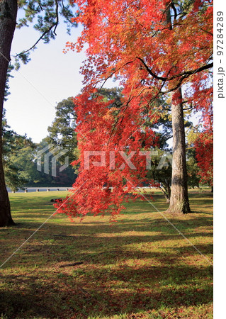 2020年11月秋の早朝の京都御所の紅葉 2020年11月秋の早朝の京都御所の紅葉 97284289