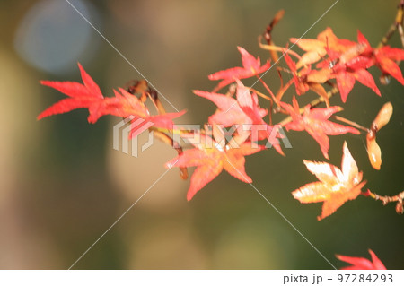 2020年11月秋の早朝の京都御所の紅葉 2020年11月秋の早朝の京都御所の紅葉 97284293