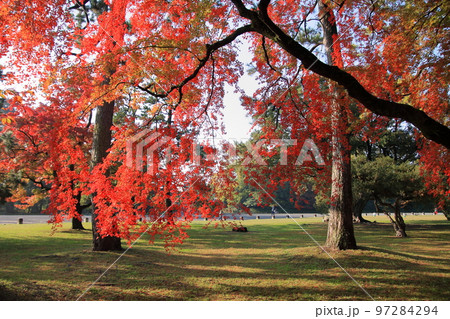 2020年11月秋の早朝の京都御所の紅葉 2020年11月秋の早朝の京都御所の紅葉 97284294