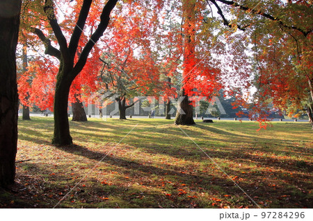 2020年11月秋の早朝の京都御所の紅葉 2020年11月秋の早朝の京都御所の紅葉 97284296