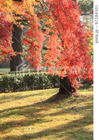 2020年11月秋の早朝の京都御所の紅葉 2020年11月秋の早朝の京都御所の紅葉 97284301