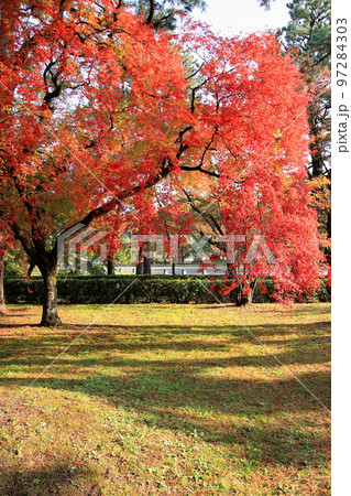 2020年11月秋の早朝の京都御所の紅葉 2020年11月秋の早朝の京都御所の紅葉 97284303