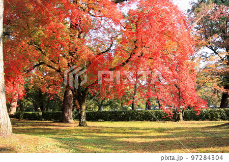 2020年11月秋の早朝の京都御所の紅葉 2020年11月秋の早朝の京都御所の紅葉 97284304