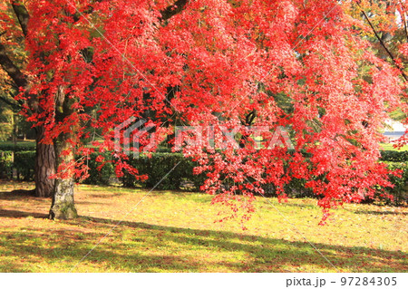 2020年11月秋の早朝の京都御所の紅葉 2020年11月秋の早朝の京都御所の紅葉 97284305