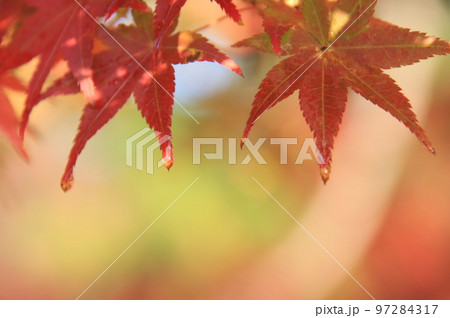 2020年11月秋の早朝の京都御所の紅葉 97284317