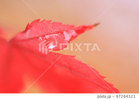 2020年11月秋の早朝の京都御所の紅葉 2020年11月秋の早朝の京都御所の紅葉 97284321