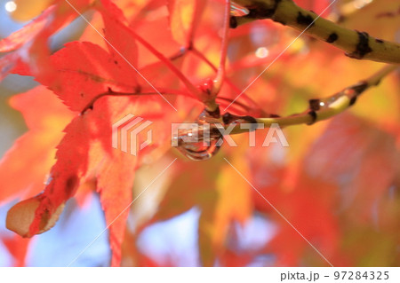 2020年11月秋の早朝の京都御所の紅葉 97284325