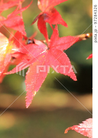 2020年11月秋の早朝の京都御所の紅葉 97284326