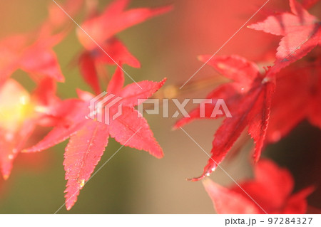 2020年11月秋の早朝の京都御所の紅葉 97284327