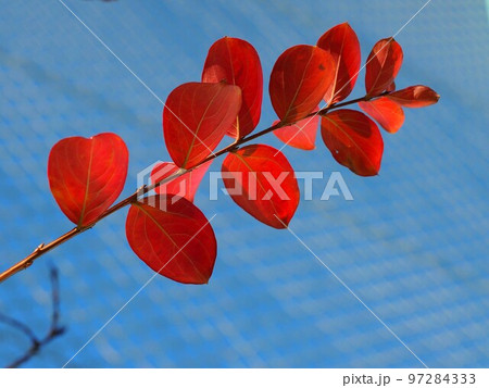 青空と紅葉したサルスベリ（朝の日ざしを浴びた百日紅の赤い葉っぱ） 97284333