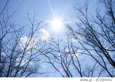 冬晴れの太陽と青空と木々 97284361