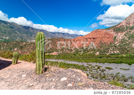 cacti by the road in the mountain landscape of South America cacti by the road in the mountain landscape of South America 97285036