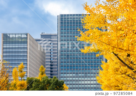 東京のビル群と鮮やかに紅葉した銀杏 東京のビル群と鮮やかに紅葉した銀杏 97285084