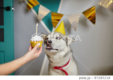 Dog pet birthday, hand holding birthday cupcake with candle 97285218