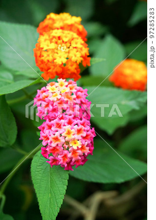 ランタナの花 ランタナの花 97285283