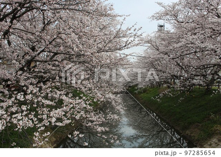 中須川　桜並木 97285654