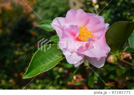 11月咲きの山茶花　ピンク色 97285775
