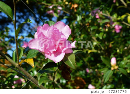 11月咲きの山茶花　ピンク色 97285776