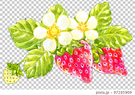 春の赤いイチゴの水彩画ワンポイント 97285909