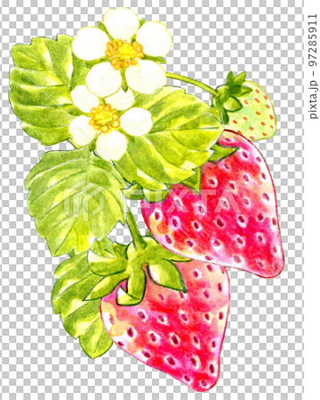 Spring red strawberry watercolor one point 97285911