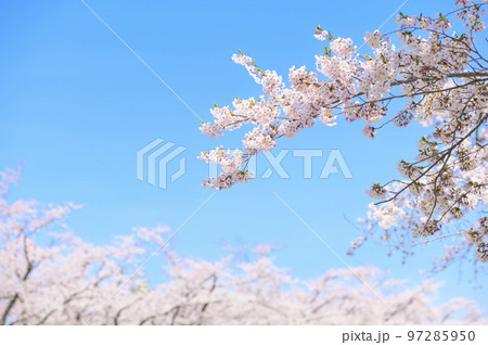 満開のソメイヨシノの並木と青空 満開のソメイヨシノの並木と青空 97285950