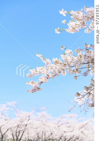 満開のソメイヨシノの並木と青空 97285951
