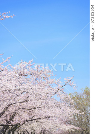 満開のソメイヨシノの並木と青空 満開のソメイヨシノの並木と青空 97285954