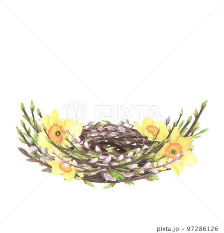 Willow nest watercolor with flower daffodil isolated on white. Hand drawing Easter illustration design 97286126