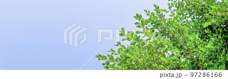 Tree leaves on blue sky background with copy space concept for greeting welcoming and invitation card for new year 2023  Tree leaves on blue sky background with copy space concept for greeting welcoming and invitation card for new year 2023  97286166