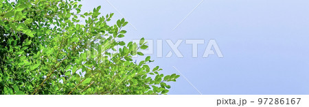 Tree leaves on blue sky background with copy space concept for greeting welcoming and invitation card for new year 2023 Tree leaves on blue sky background with copy space concept for greeting welcoming and invitation card for new year 2023 97286167