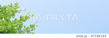 Tree leaves on blue sky background with copy space concept for greeting welcoming and invitation card for new year 2023 Tree leaves on blue sky background with copy space concept for greeting welcoming and invitation card for new year 2023 97286169