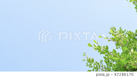Tree leaves on blue sky background with copy space concept for greeting welcoming and invitation card for new year 2023 Tree leaves on blue sky background with copy space concept for greeting welcoming and invitation card for new year 2023 97286170
