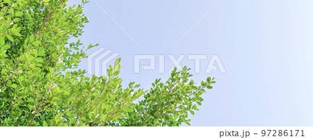 Tree leaves on blue sky background with copy space concept for greeting welcoming and invitation card for new year 2023 Tree leaves on blue sky background with copy space concept for greeting welcoming and invitation card for new year 2023 97286171