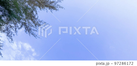 Tree leaves on blue sky background with copy space concept for greeting welcoming and invitation card for new year 2023  97286172