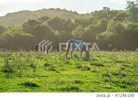 horses in nature at sunrise 97286180