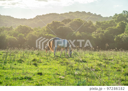 horses in nature at sunrise horses in nature at sunrise 97286182