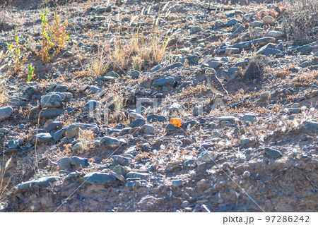 owl athene cunicularia in the wild of South America 97286242
