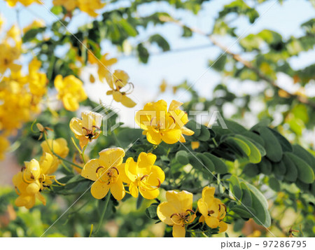 カッシアの写真素材 [97286795] PIXTA