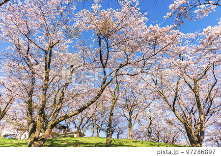 満開の桜 満開の桜 97286897