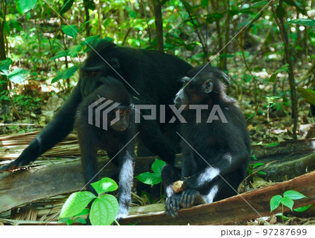 タンココの森。あの顔に、もう一度あいたい。 タンココの森。あの顔に、もう一度あいたい。 97287699