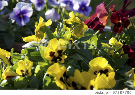 咲き誇る花たち 咲き誇る花たち 97287700