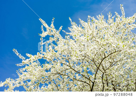 Blooming tree with white flowers. Spring blossom background Blooming tree with white flowers. Spring blossom background 97288048