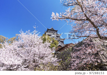 広島城と桜　広島の春の風景　広島観光名所　2023年G7サミット　 97288153