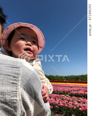 パパに抱っこされている女の子と、背景には青空と一面にチューリップが咲いている風景 97288295
