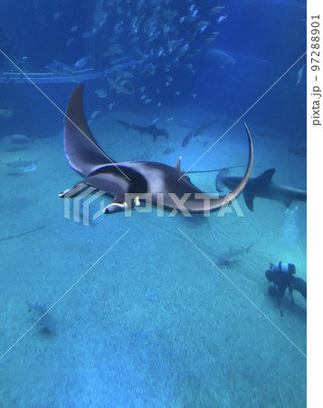 水族館でエイをみた一コマ 97288901