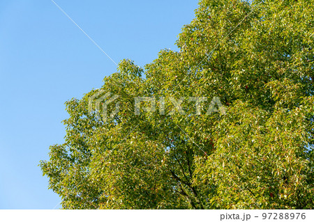 自然イメージ 自然イメージ 97288976