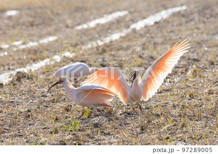 朱鷺のバトル 97289005