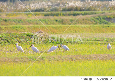 朱鷺の群れ2 朱鷺の群れ2 97289012