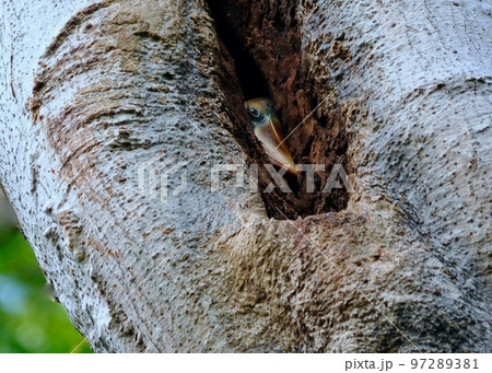 大木の割れ目の中の巣と、アカコブサイチョウのひな鳥 97289381